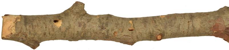 aaa Kypr borovice.JPG